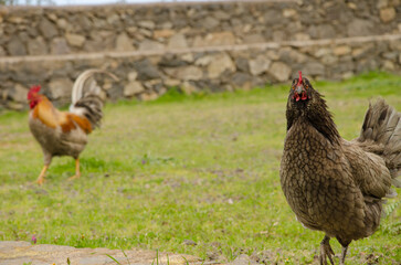 Hen and rooster in the background. Vallehermoso. La Gomera. Canary Islands. Spain.