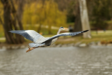 Flying heron grey, with spread wings over the lake in Royal Game Reserve - Stromovka, Prague, Czech Republic