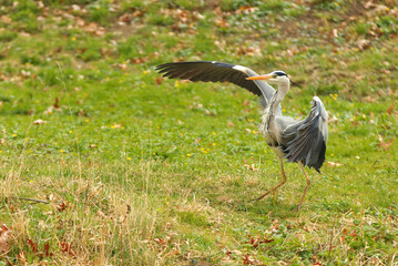 Heron grey, ardea cinerea with outstretched wings on the shore of the pond in Royal game Reserve - Stromovka. Spring day, landscape orientation.