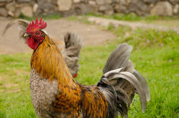 Rooster Gallus domesticus in a meadow. Vallehermoso. La Gomera. Canary Islands. Spain.