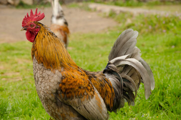 Rooster Gallus domesticus in a meadow. Vallehermoso. La Gomera. Canary Islands. Spain.