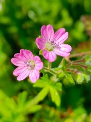 Obraz premium pink flowers in the garden