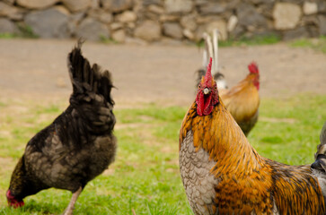 Rooster Gallus domesticus in a meadow. Vallehermoso. La Gomera. Canary Islands. Spain.