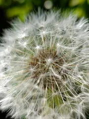 Rolgordijnen dandelion seed head © Leticia