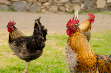 Rooster Gallus domesticus in a meadow. Vallehermoso. La Gomera. Canary Islands. Spain.