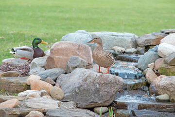 A pair of mallard ducks survey a backyard water feature. 