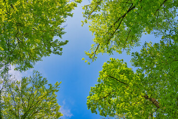 A great view up into the trees direction sky in may, Germany