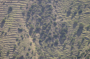 Slope with abandoned cultivation terraces and shrubs of Juniperus turbinata canariensis. Vallehermoso. La Gomera. Canary Islands. Spain.