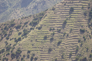 Slope with abandoned cultivation terraces and shrubs of Juniperus turbinata canariensis. Vallehermoso. La Gomera. Canary Islands. Spain.