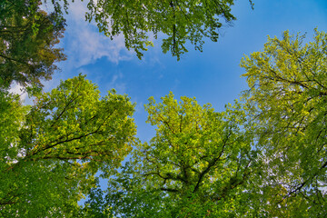A great view up into the trees direction sky in may, Germany