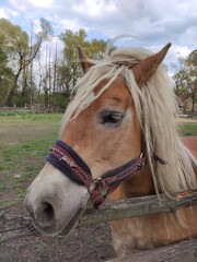 portrait of a horse