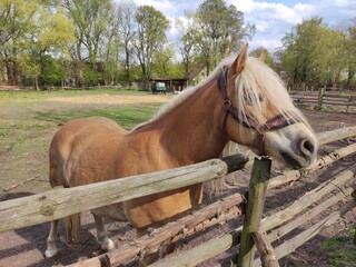 horse in the field