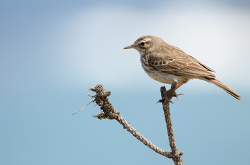 Obraz premium Berthelot's pipit Anthus berthelotii. Vallehermoso. La Gomera. Canary Islands. Spain.