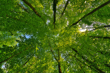 Fototapeta premium A great view up into the trees direction sky in may, Germany
