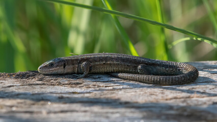 Common lizard, or viviparous lizard, basking on a wooden wall, Norfolk, UK. Cute lizard portrait.