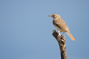 Berthelot's pipit Anthus berthelotii. Vallehermoso. La Gomera. Canary Islands. Spain.