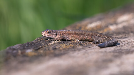 Naklejka na ściany i meble Common lizard, or viviparous lizard, basking in the sun. Tiny British lizard species.
