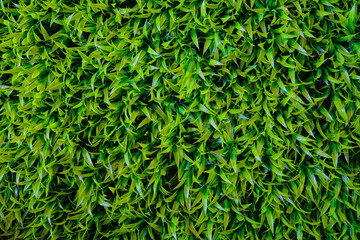 Meadow for background
