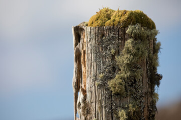 Lichen on a fence post on the Isle of Lewis, Scotland, United Kingdom