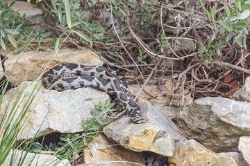 Ottoman viper, rock viper, coastal viper (Montivipera xanthina)
