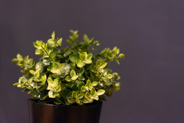 Artificial greens in pot. House or office decoration element. Free space for text, selective focus
