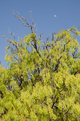 Shrub Plocama pendula and moon. Vallehermoso. La Gomera. Canary Islands. Spain.