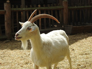 goat on the farm