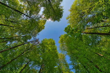 A great view up into the trees direction sky in may, Germany