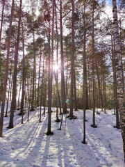 forest in winter