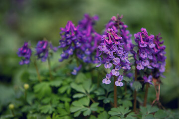 Obraz premium Corydalis solida, fumewort or bird-in-a-bush. First spring flowers