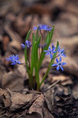 Scilla bifolia, the alpine squill or two-leaf squill