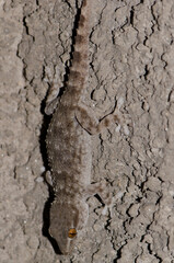 Gomero wall gecko Tarentola gomerensis. Vallehermoso. La Gomera. Canary Islands. Spain.