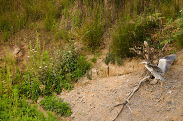 Grey heron Ardea cinerea jumping. Las Rosas Dam or Amalahuigue Dam. Agulo. La Gomera. Canary Islands. Spain.