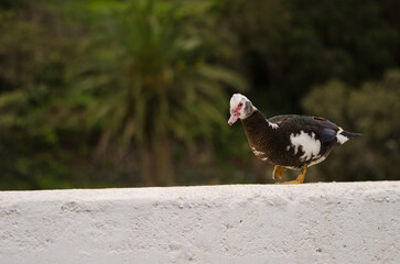 Domestic Muscovy duck Cairina moschata domestica. Las Rosas Dam or Amalahuigue Dam. Agulo. La Gomera. Canary Islands. Spain.