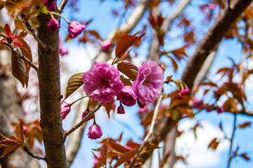 Pink and Purple Flowers Blooming In April In Massachusetts 