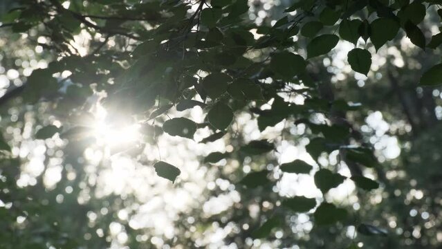 Summer in city natural green tree branches with leaves, flying fluff, allergies. Nature garden park foliage environmental ecology botanical plants. Freshness forest landscape with sun light glare wood