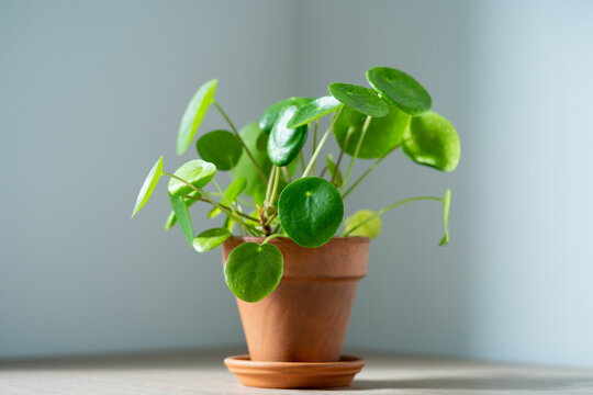 Closeup of Pilea peperomioides houseplant in terracotta pot on white table over gray wall at home. Sunlight. Chinese money plant. Indoor gardening, hobby concept