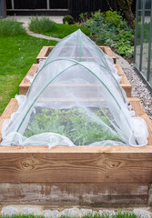 Covered raised beds with vegetables growing, photographed in a suburban garden in Northwood, UK.