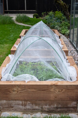 Covered raised beds with vegetables growing, photographed in a suburban garden in Northwood, UK.