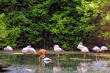 A picture of pink flamingos