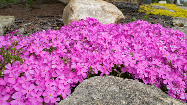 Phlox in full spring glory in a rock garden.