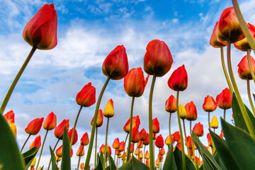 Fototapeta premium red and yellow tulips