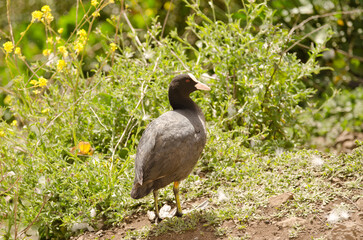 Eurasian coot Fulica atra. Cabecita or Tamarganche dam. Vallehermoso. La Gomera. Canary Islands. Spain.