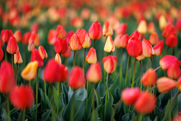 red and yellow tulips