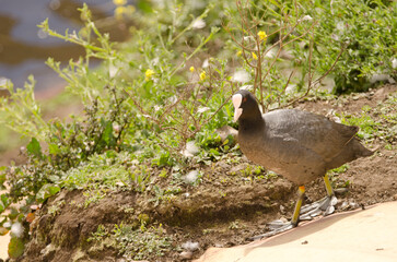 Eurasian coot Fulica atra. Cabecita or Tamarganche dam. Vallehermoso. La Gomera. Canary Islands. Spain.