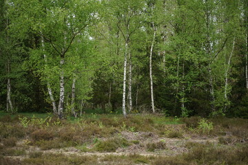 Fototapeta premium Frühling in freier Natur mit Wald aus Birken und Weiden, Betula pendula und Salix