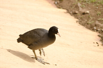 Eurasian coot Fulica atra. Cabecita or Tamarganche dam. Vallehermoso. La Gomera. Canary Islands. Spain.