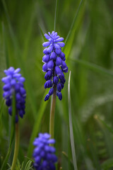 Viper onion, or Mouse hyacinth (lut. Muscári) on a spring day in the garden against a green...