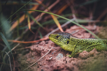reptile