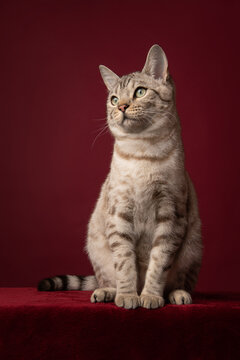 Snow bengal purebred cat sitting on a burgundy red background